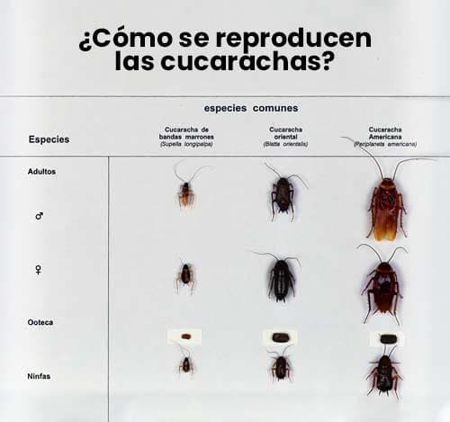 ¿Cómo se reproducen las cucarachas?