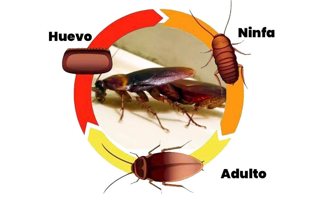 Ciclo de vida de las cucarachas, ¿Cuánto tiempo vive una cucaracha?