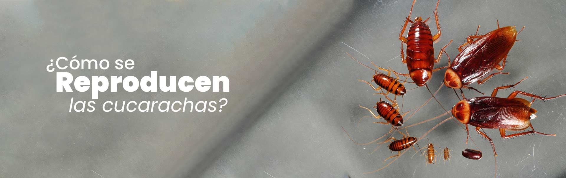 ¿Cómo se reproducen las cucarachas?