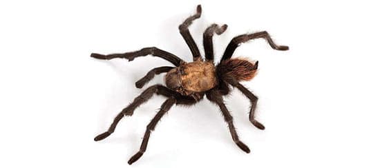 Tarántula Rubia del Desierto de Norteamérica